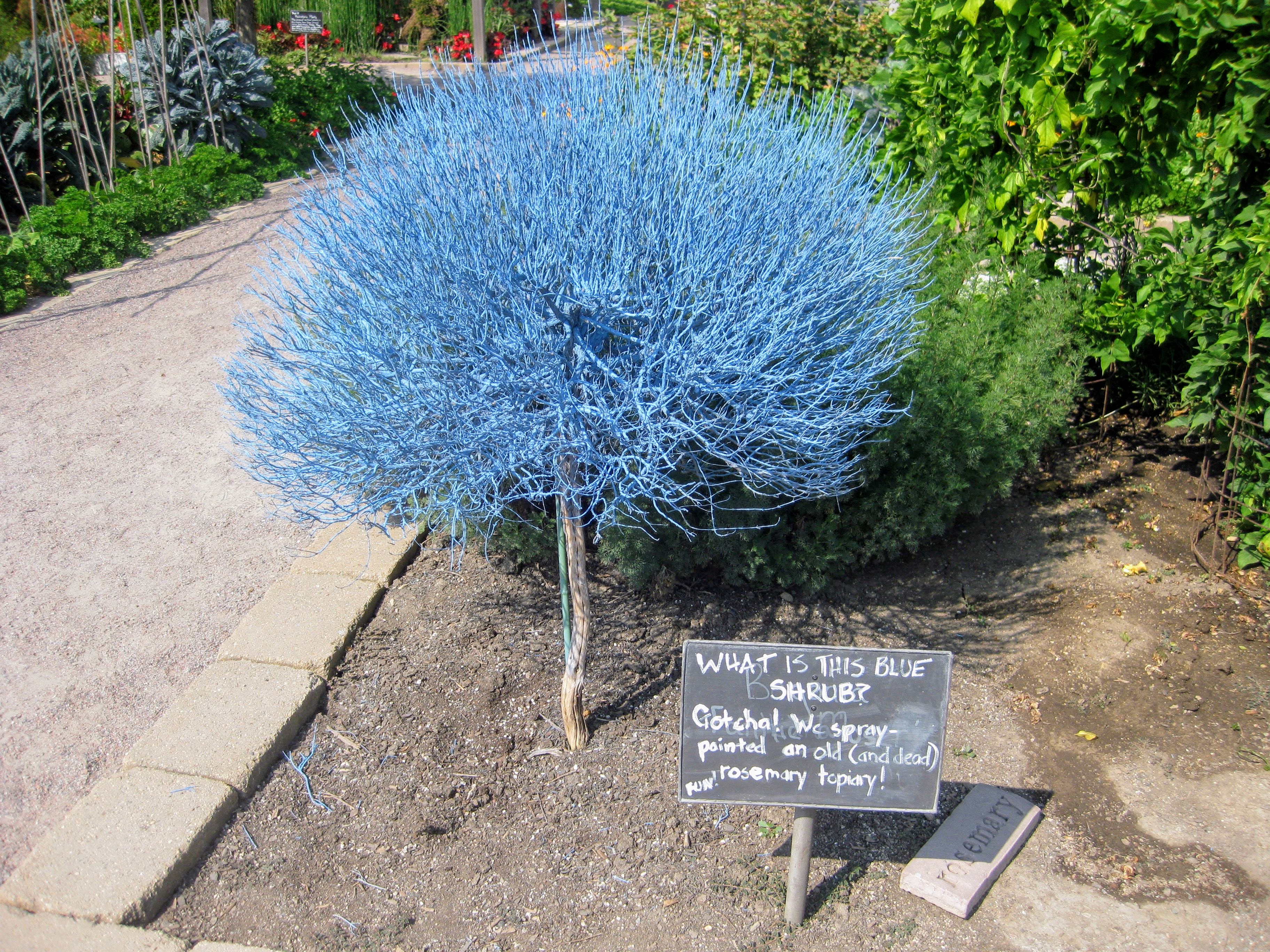 Painted dead rosemary shrub at the Chicago Botanic Garden