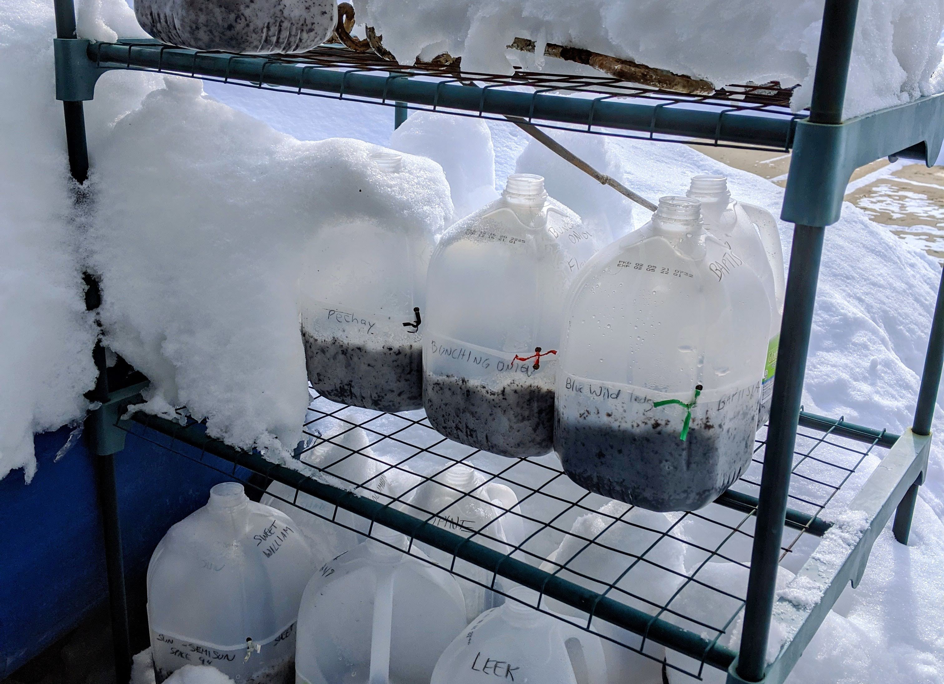 Winter Sowing Containers Outside in the Snow