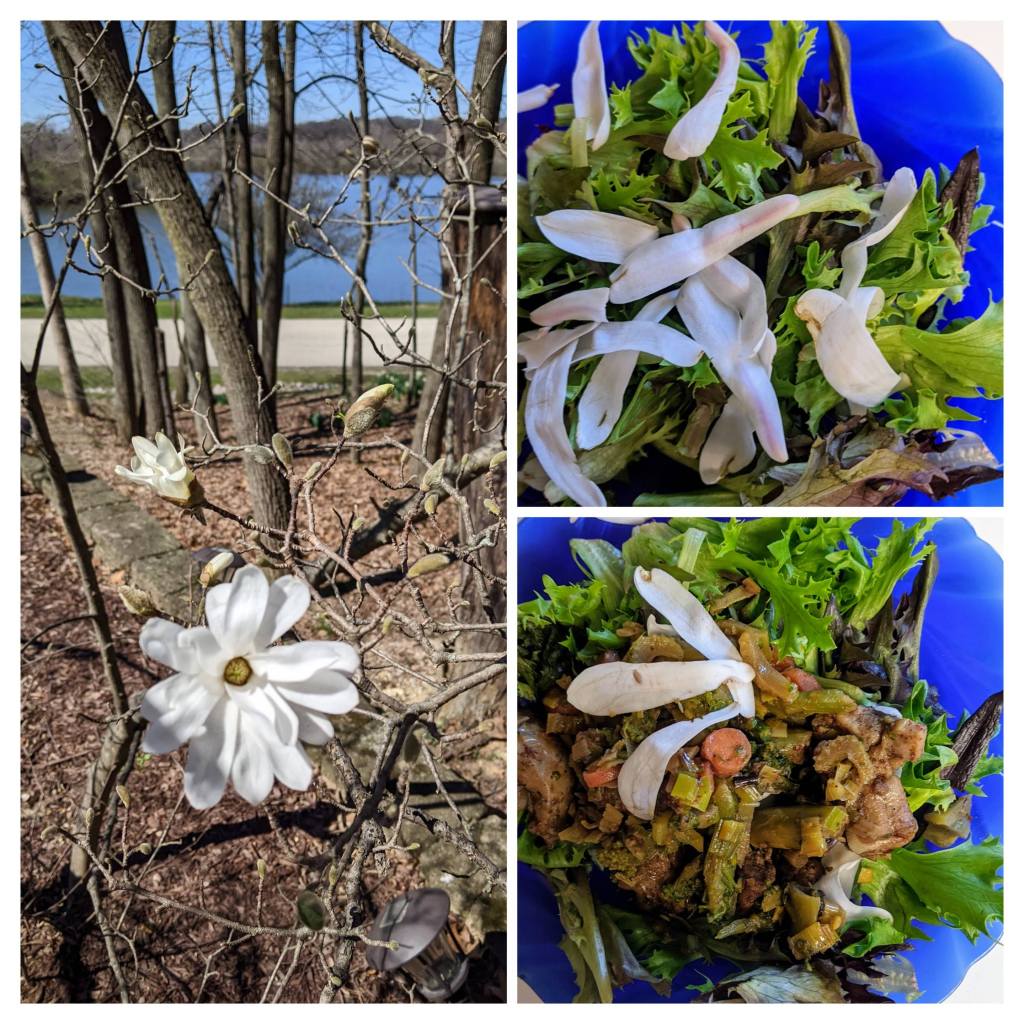 Magnolia as Edible Flowers