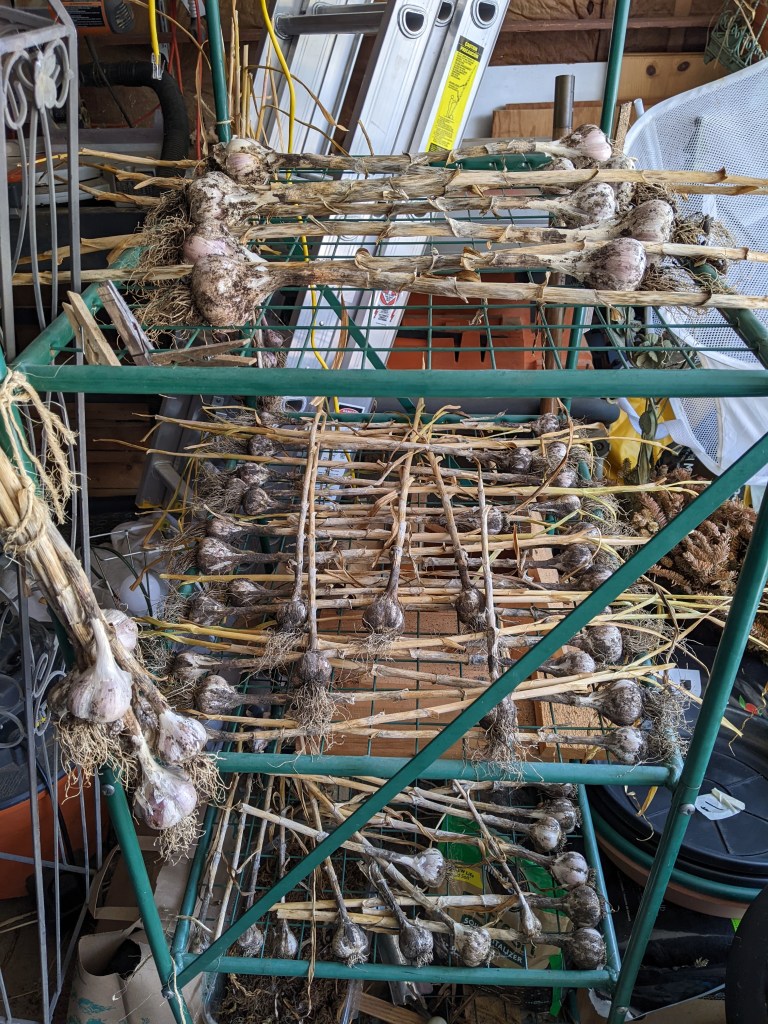 Hardneck garlic curing on a wire rack