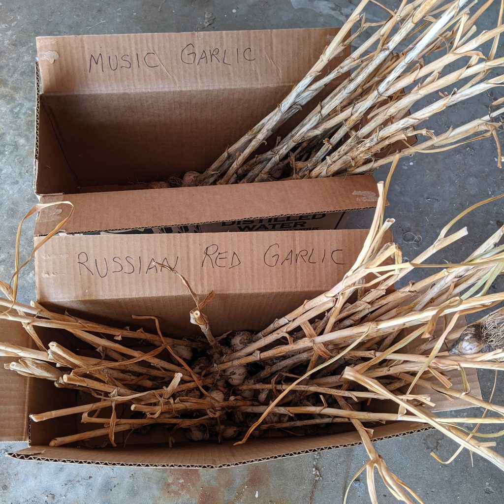 long lasting garlic storage
