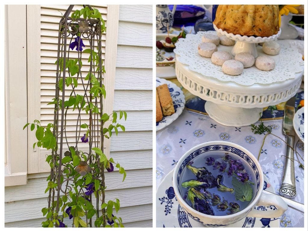 On the left the image shows Butterfly Pea flowers in bloom on a trellised vine. On right the image shows a cup of tea made with Buttefly Pea flowers, lavender buds, and a leaf of stevia.